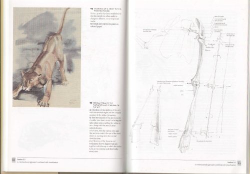 The Artist's Guide to Animal Anatomy: An Illustrated Reference to Drawing Animals [Hardcover] Bammes, Gottfried
