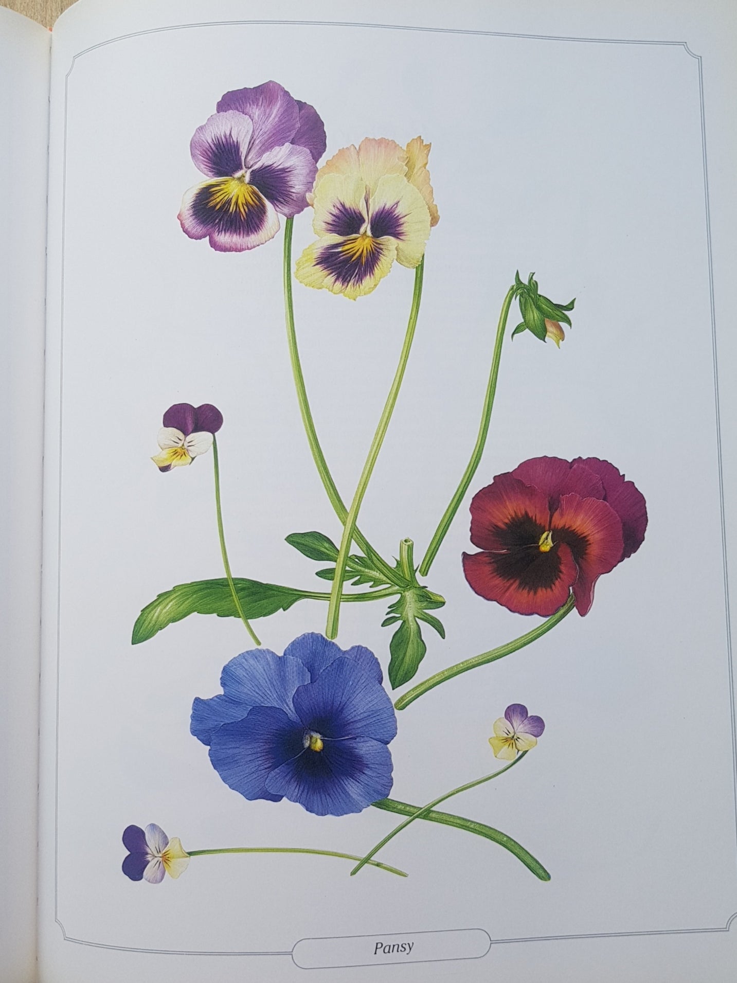 Glorious Flowers by Peroni, Laura Book Large a4 Pictures Craft Decoupage Posters