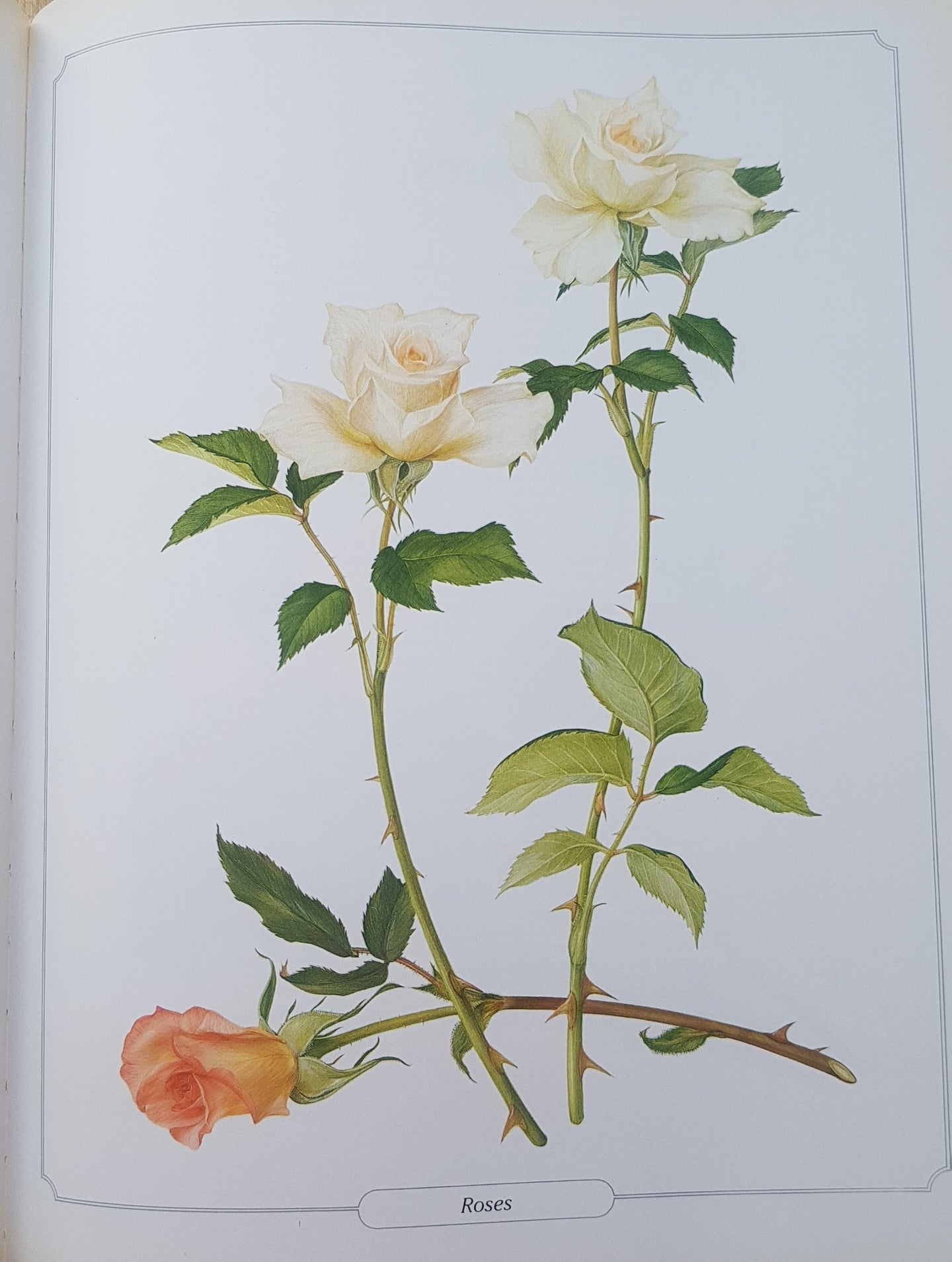 Glorious Flowers by Peroni, Laura Book Large a4 Pictures Craft Decoupage Posters