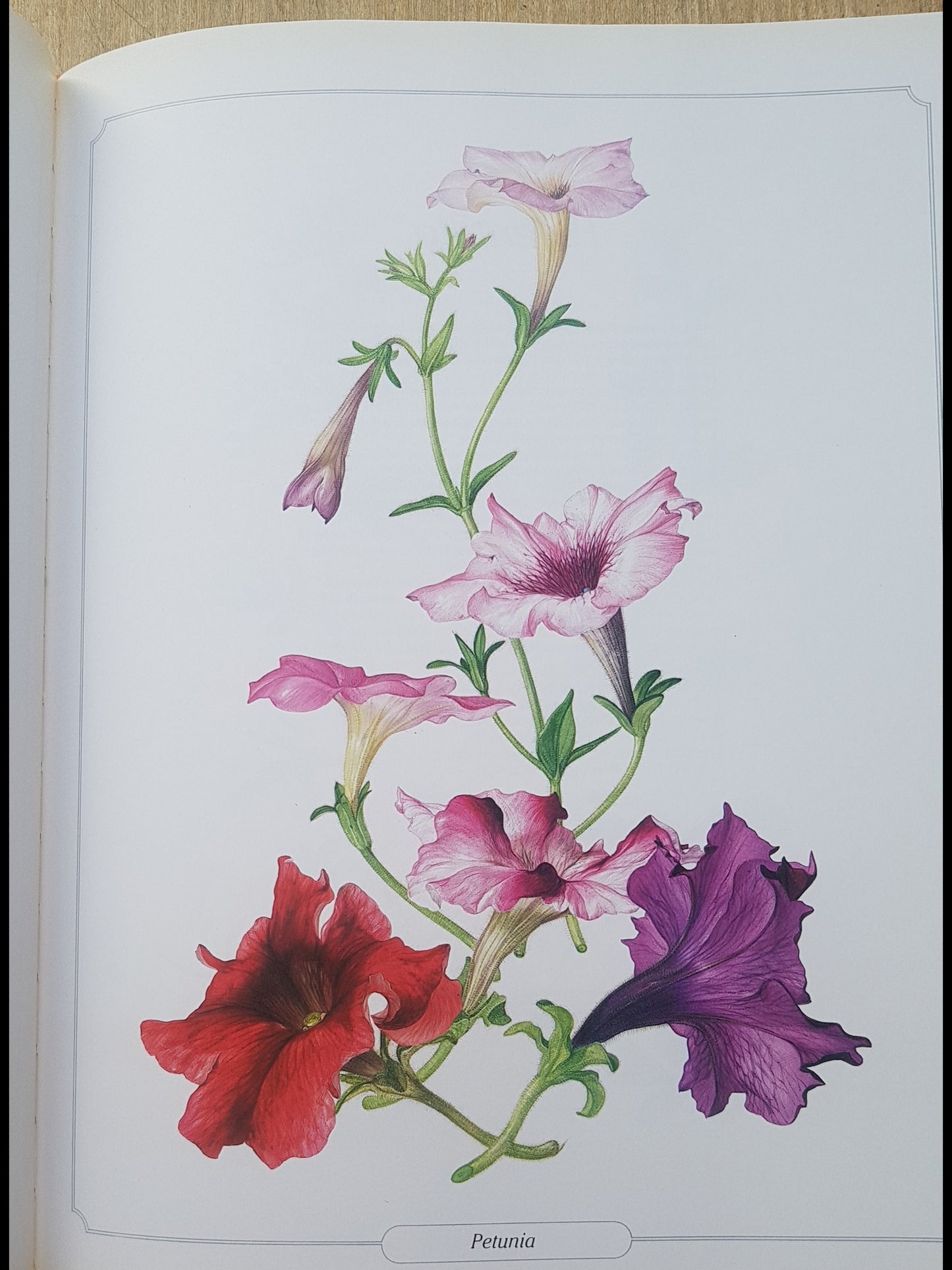 Glorious Flowers by Peroni, Laura Book Large a4 Pictures Craft Decoupage Posters
