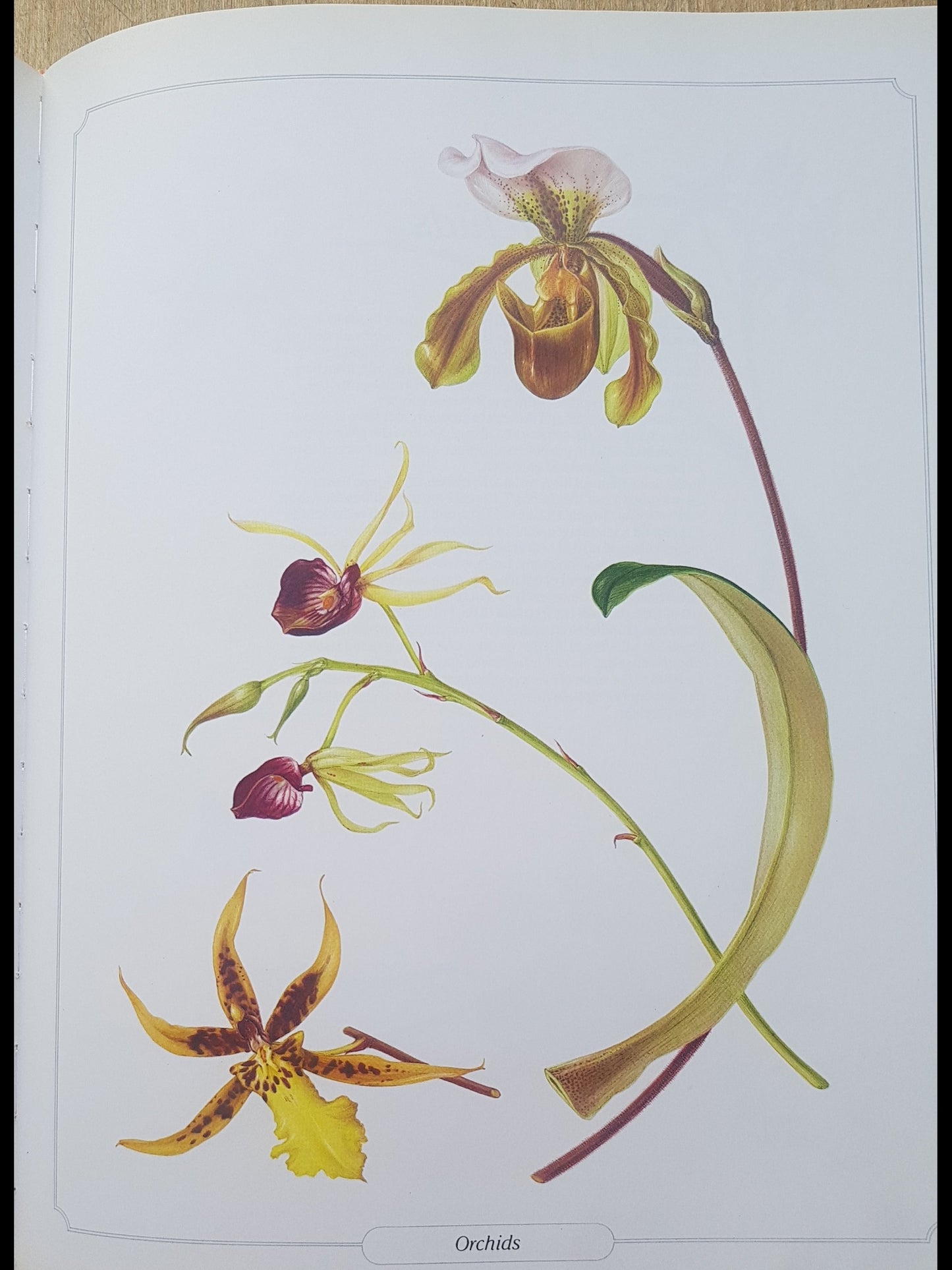 Glorious Flowers by Peroni, Laura Book Large a4 Pictures Craft Decoupage Posters