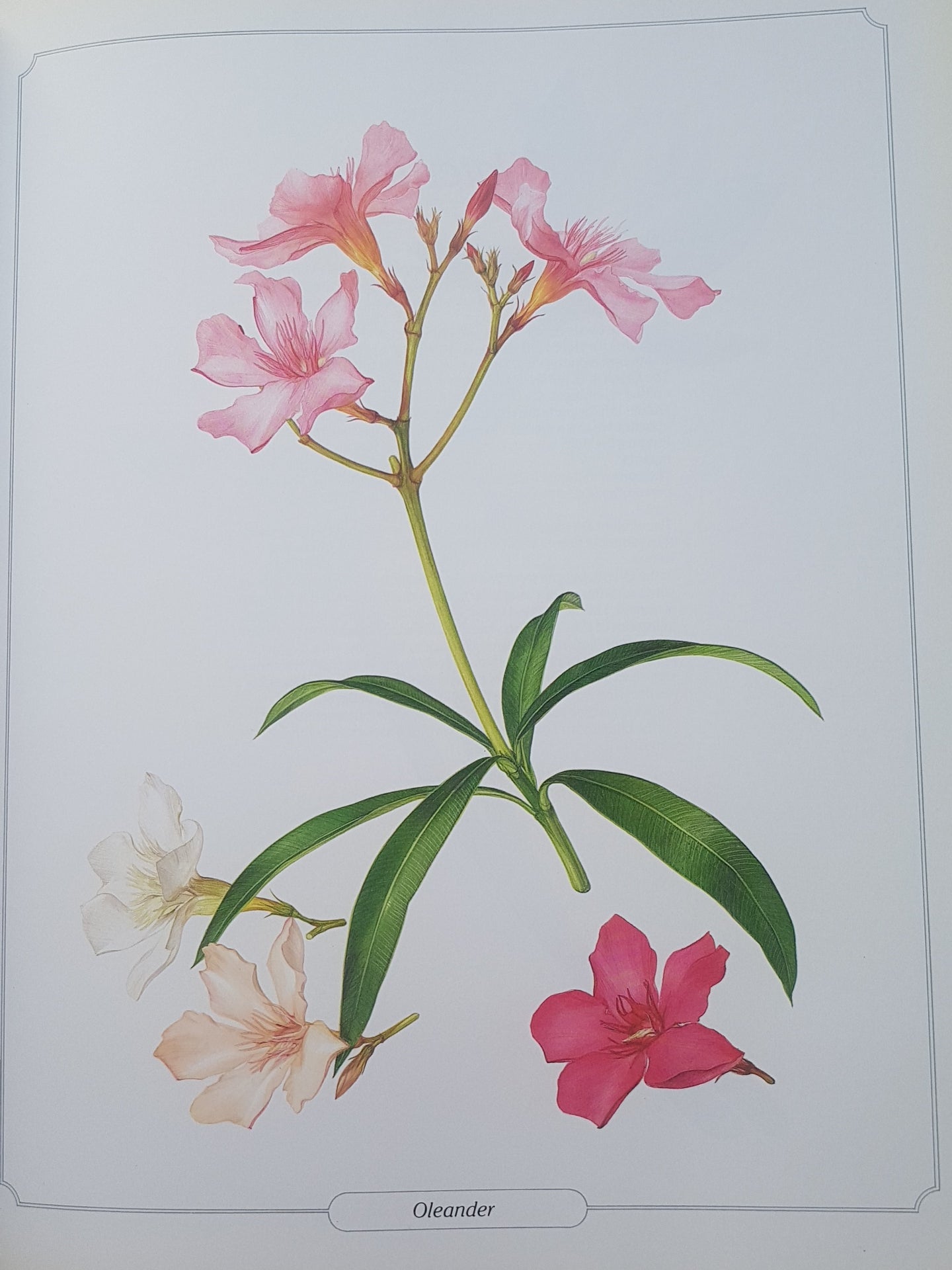 Glorious Flowers by Peroni, Laura Book Large a4 Pictures Craft Decoupage Posters