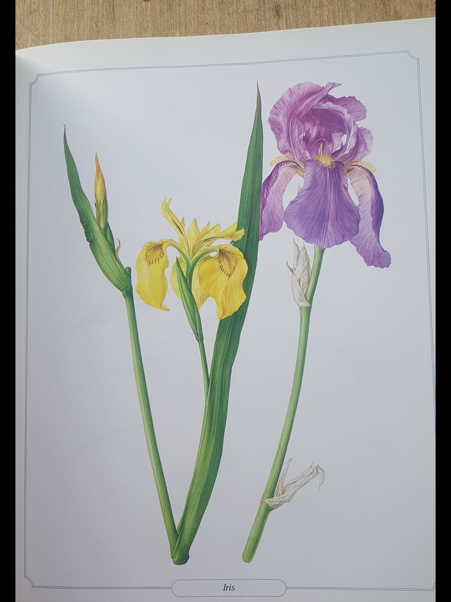 Glorious Flowers by Peroni, Laura Book Large a4 Pictures Craft Decoupage Posters
